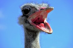the-ostrich-1658267_640.jpg
