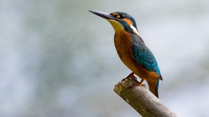 alcedo-atthis-881594_640.jpg
