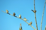 birds-758121_640.jpg
